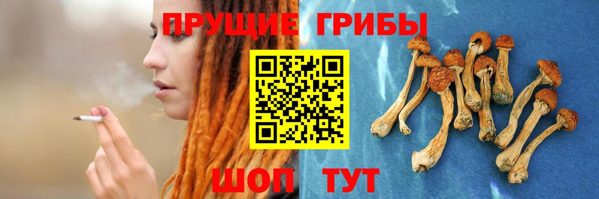 Псилоцибиновые грибы Psilocybe  Вход с VPN  Нижнекамск  Псилоцибиновые грибы Psilocybe 